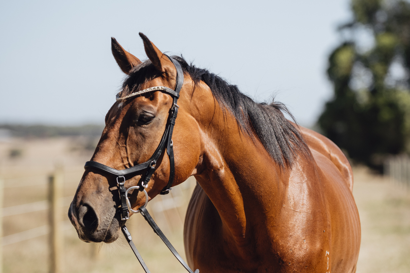 Eventing Prospect Eventing horses Horse for sale in Geelong VIC