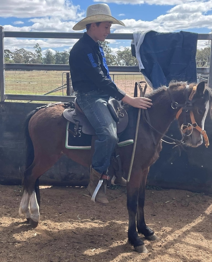 Riding Pony Allrounder horses Horse for sale in Dubbo NSW Horse Deals