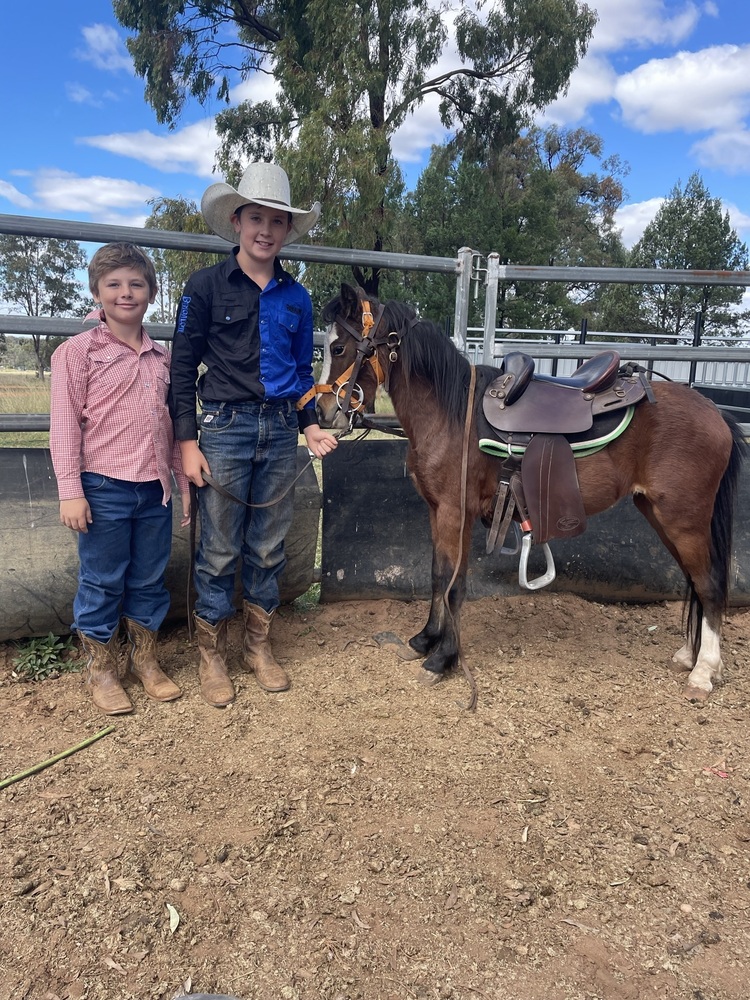 Riding Pony Allrounder horses Horse for sale in Dubbo NSW Horse Deals