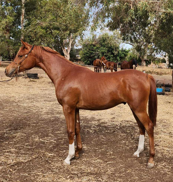 Stunning Purebred Arab Show horses Horse for sale in Geraldton WA
