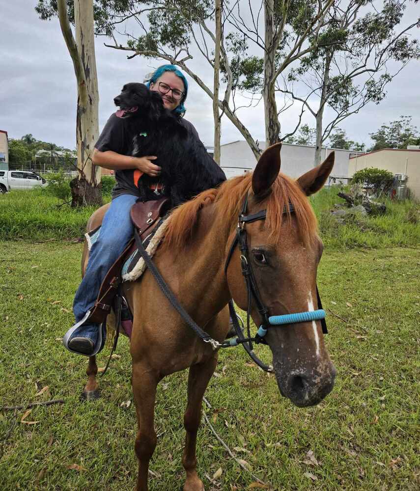 Quiet Teens Allrounder Allrounder horses Horse for sale in Coffs