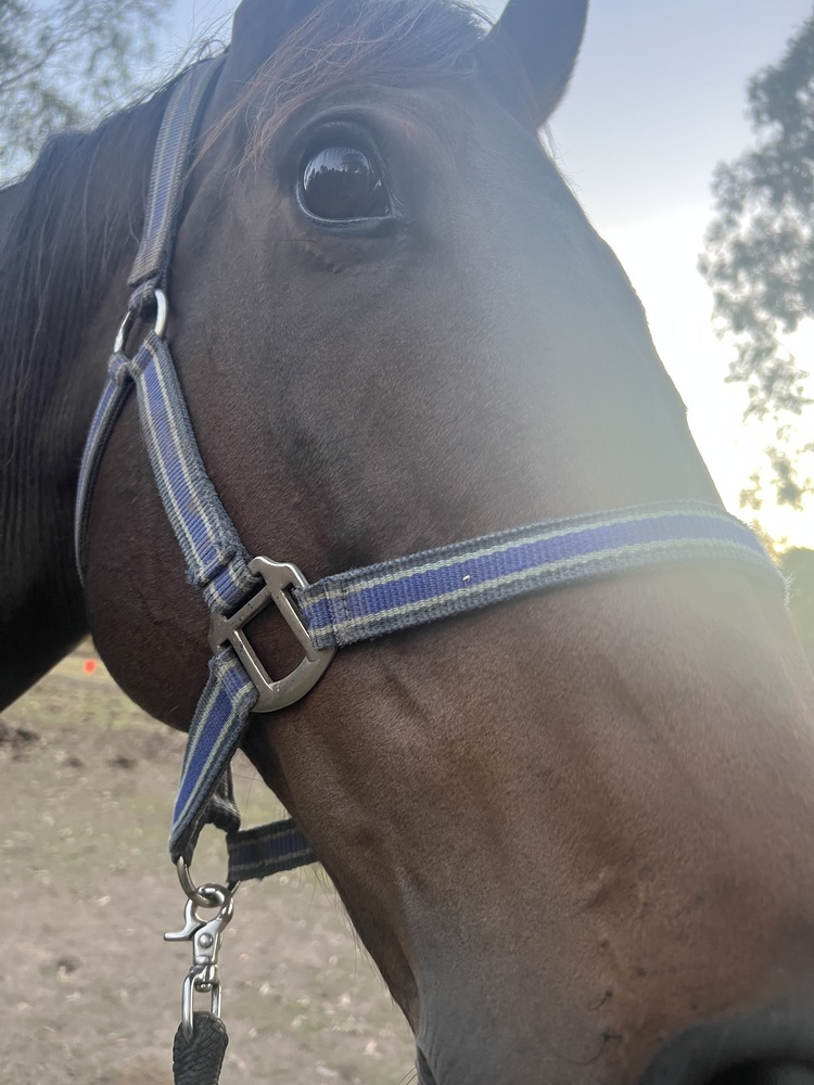 OTTB Gelding Project Off the Track horses Horse for sale in Cedar