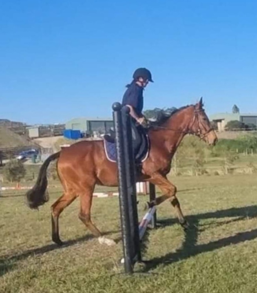 Charlie Brown Dressage horses Horse for sale in Murwillumbah NSW