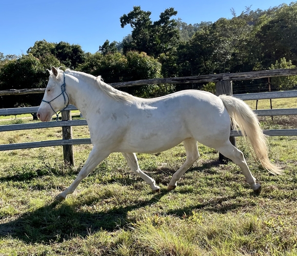 Rare Paint Stallion Breeding horses Horse for sale in Gargett QLD
