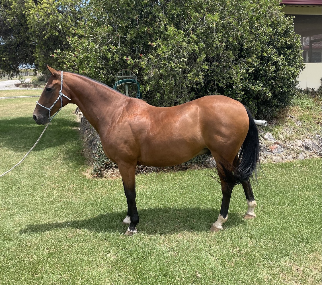 ASH Novice Campdraft Gelding Campdrafting horses