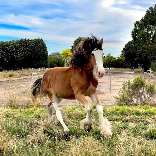 Pure Big Registered Clydesdale Filly Allrounder horses Horse for