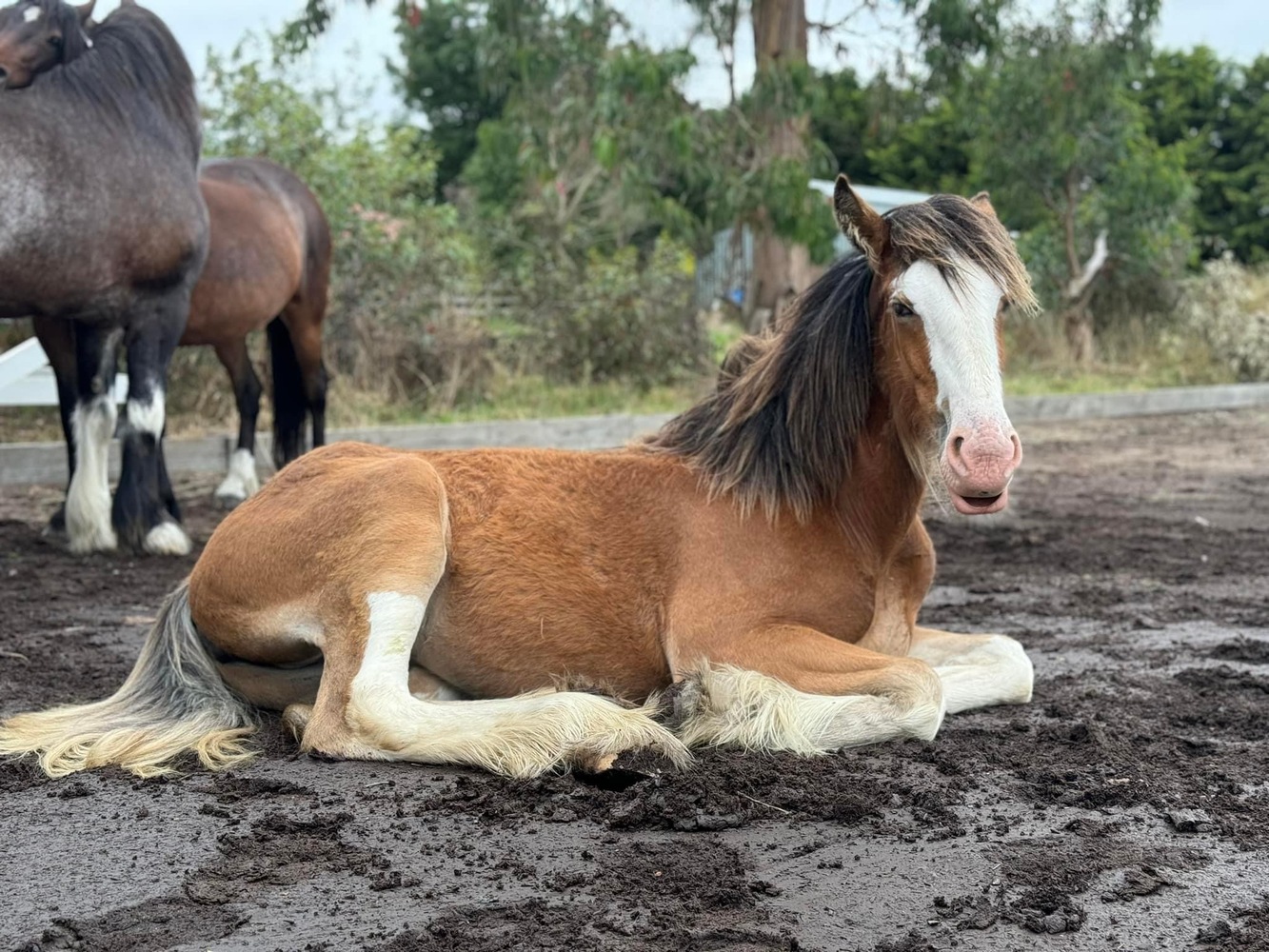 Pure Big Registered Clydesdale Filly Allrounder horses Horse for