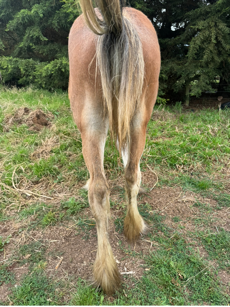 Pure Big Registered Clydesdale Filly Allrounder horses Horse for