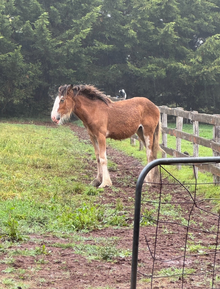 Pure Big Registered Clydesdale Filly Allrounder horses Horse for