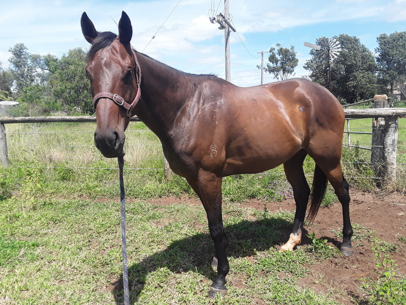 💖 Dreamer💖 Pleasure horses Horse for sale in Toowoomba City QLD