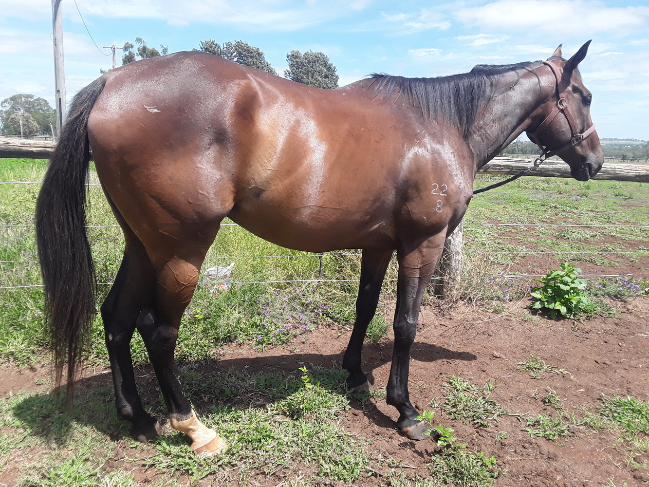 💖 Dreamer💖 Pleasure horses Horse for sale in Toowoomba City QLD