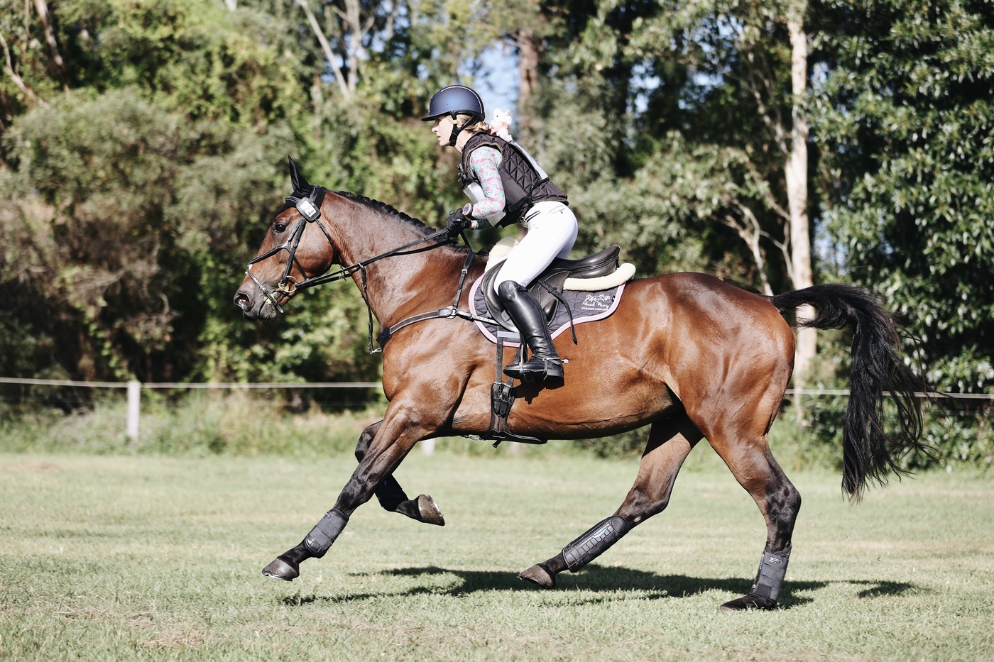 Eventing Warmblood Gelding Eventing horses Horse for sale in Kobble