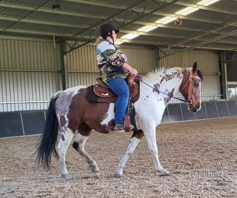 Abby, Wow Factor Project Horse for sale in Clonbinane VIC Horse Deals