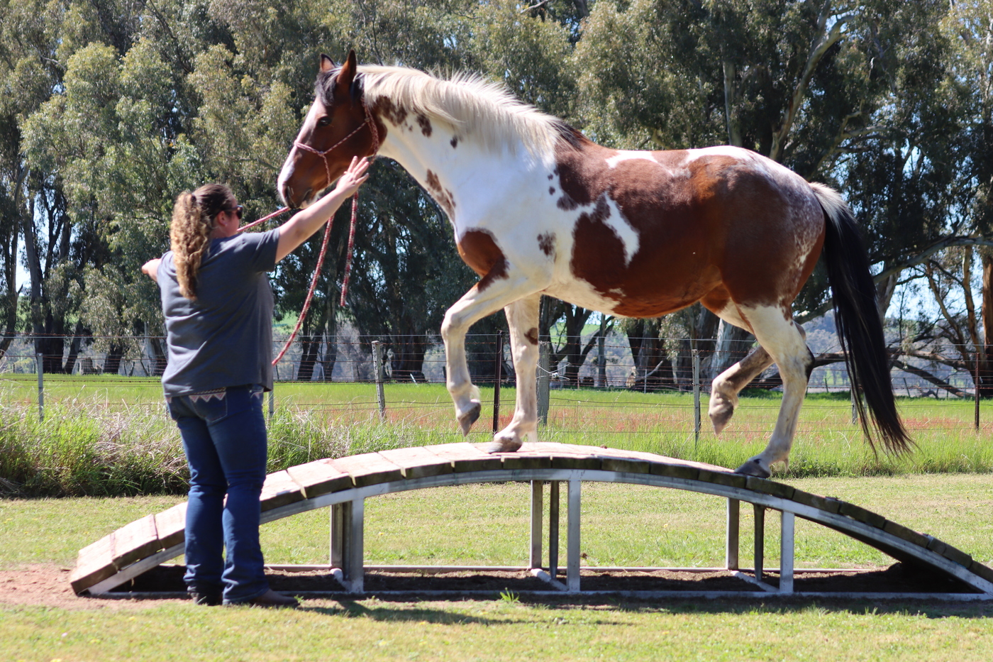 Abby, Wow Factor Project Horse for sale in Clonbinane VIC Horse Deals