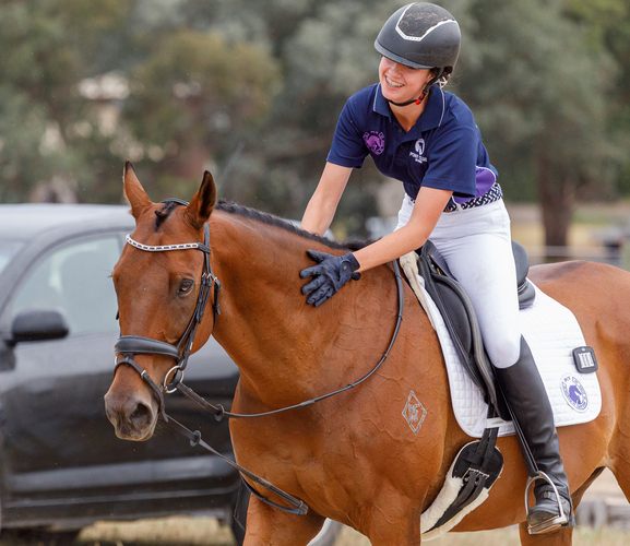 Schoolmaster OTT Adult Riding Club horses Horse for sale in