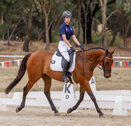 Schoolmaster OTT Adult Riding Club horses Horse for sale in