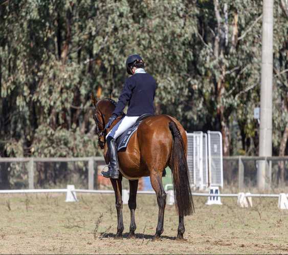 Schoolmaster OTT Adult Riding Club horses Horse for sale in