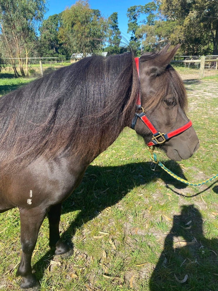 Amberoona Spring Poppi Breeding horses Horse for sale in Tyabb VIC