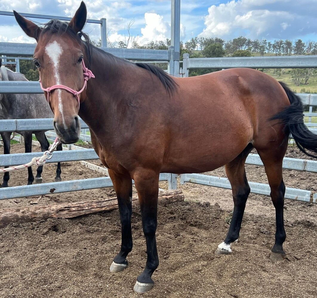 Quiet Stock Horse Mare Campdrafting horses Horse for sale in