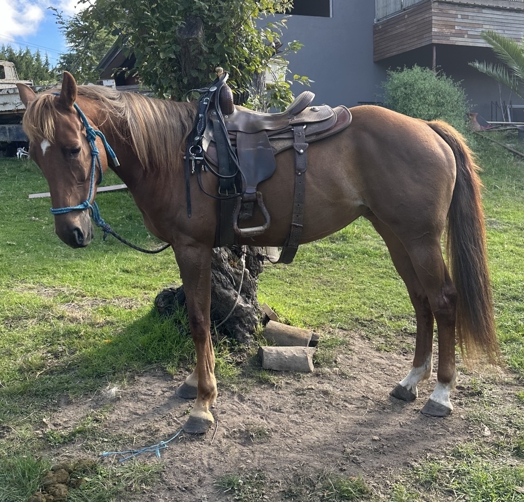 Chestnut Q84863 Allrounder horses Horse for sale in Koo Wee Rup