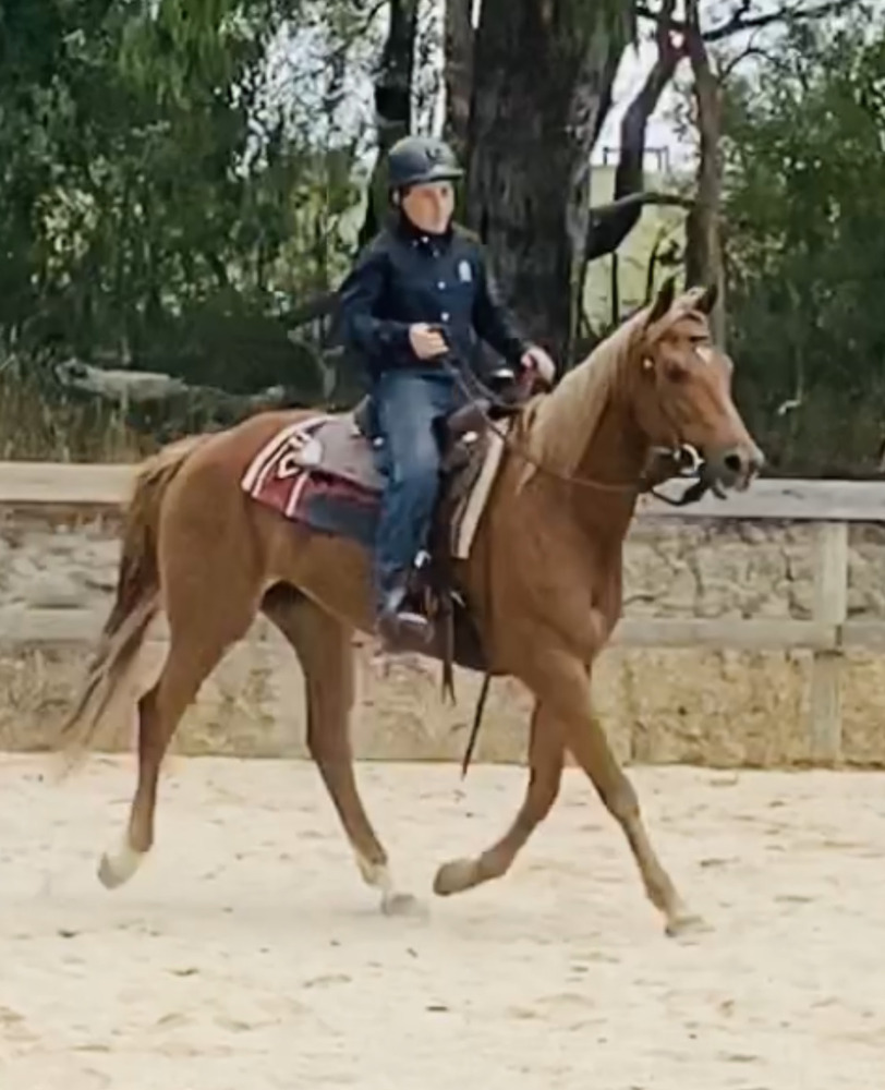 Chestnut Q84863 Allrounder horses Horse for sale in Koo Wee Rup VIC Horse Deals