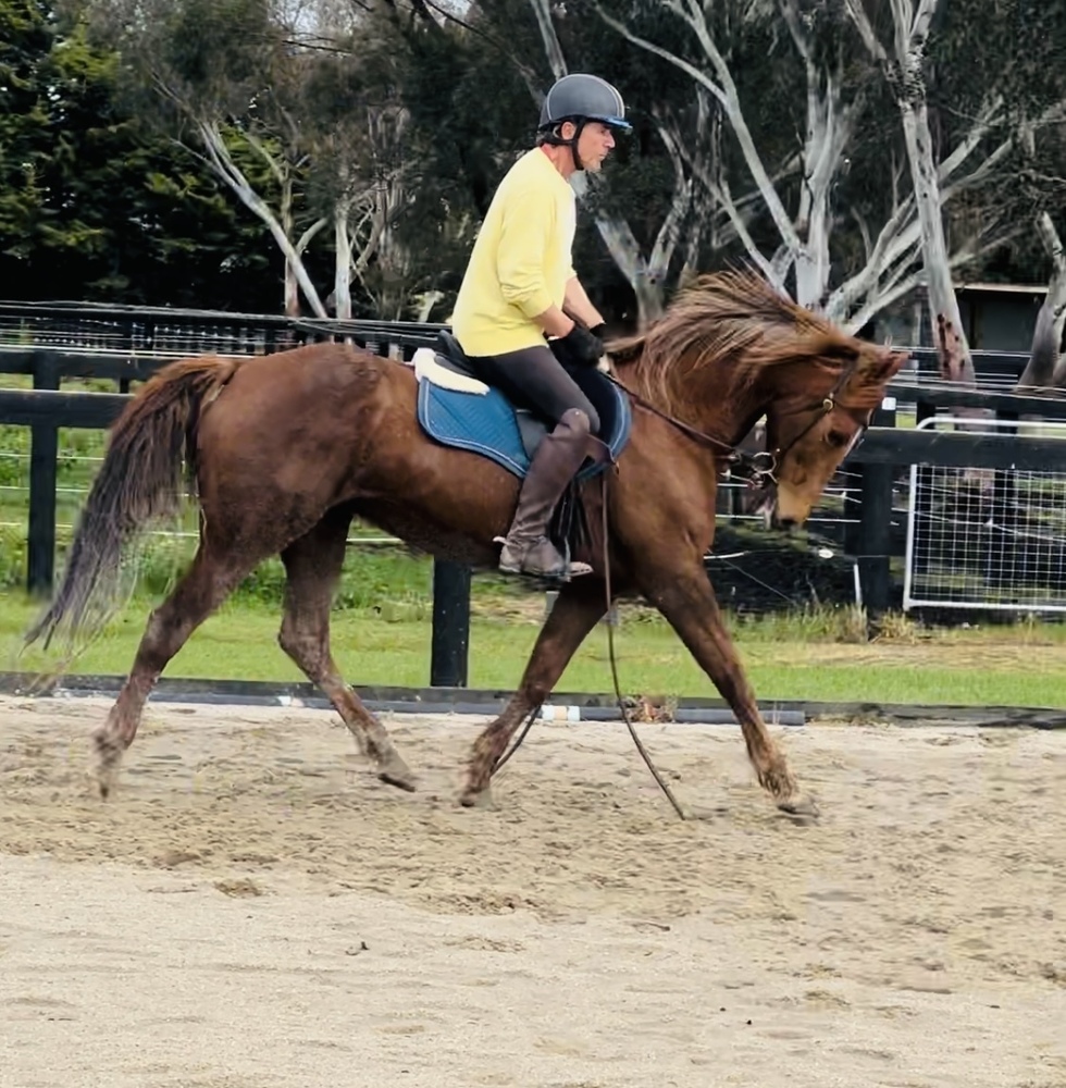 Chestnut Q84863 Allrounder horses Horse for sale in Koo Wee Rup VIC Horse Deals