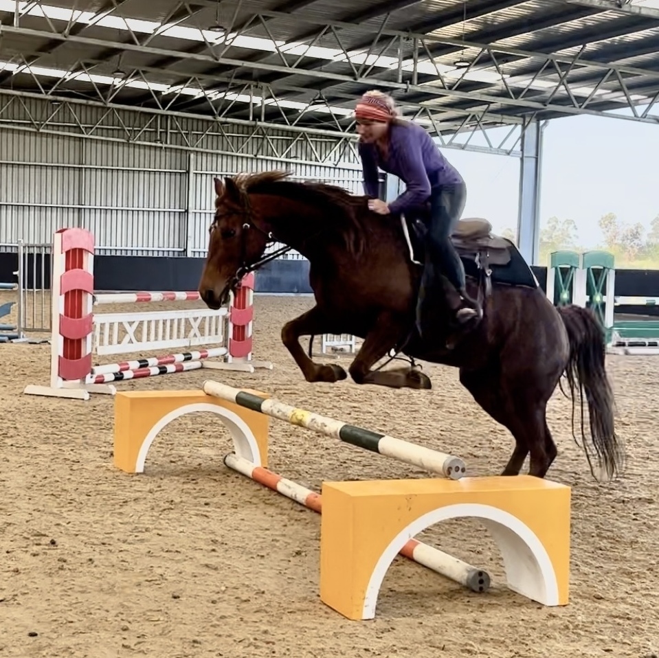 Chestnut Q84863 Allrounder horses Horse for sale in Koo Wee Rup VIC Horse Deals
