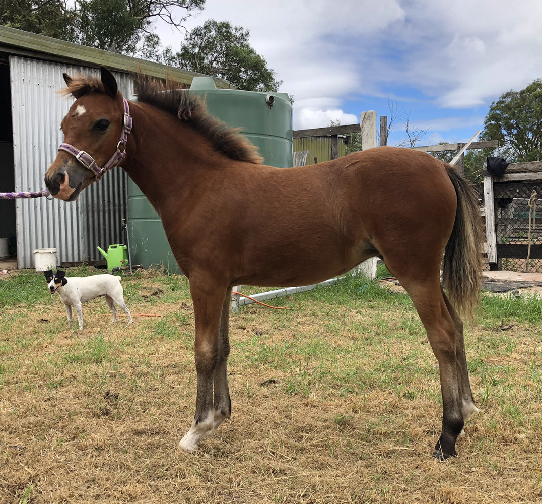 Part Bred Welsh Filly Pleasure horses Horse for sale in Gatton QLD