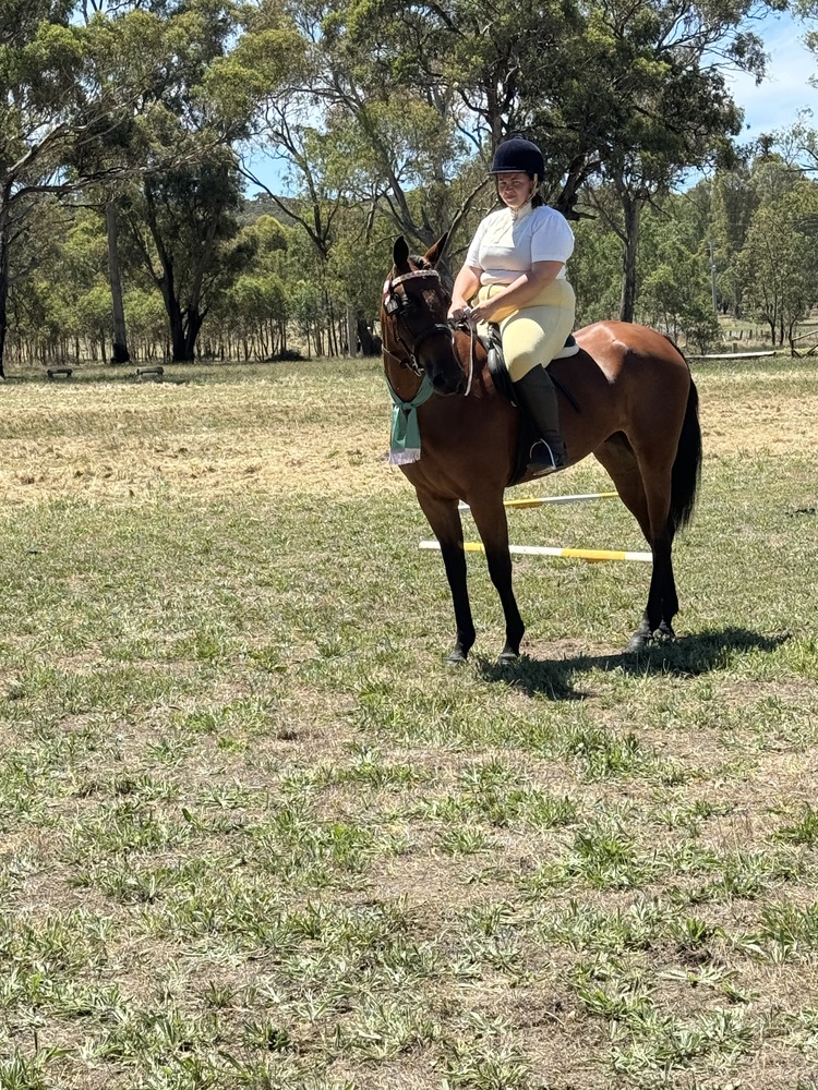 Beautiful standardbred Allrounder horses Horse for sale in