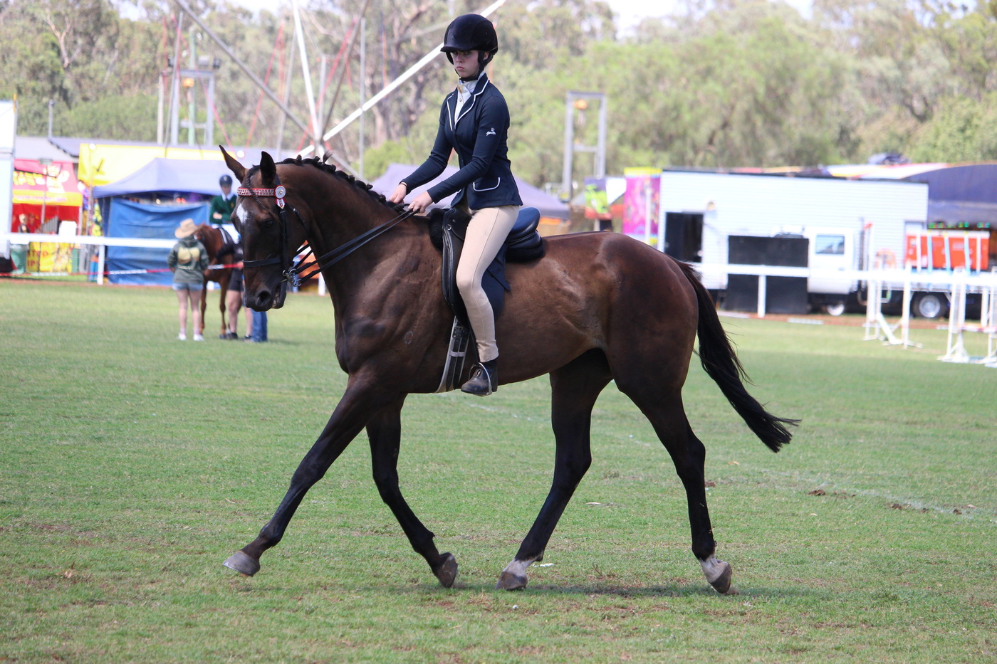 Novice Mount Eventing horses Horse for sale in Dubbo NSW Horse Deals