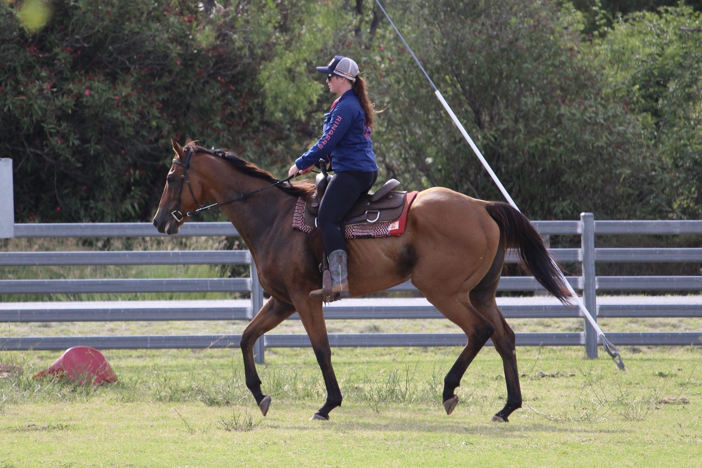 Novice Mount Allrounder horses Horse for sale in Dubbo NSW Horse