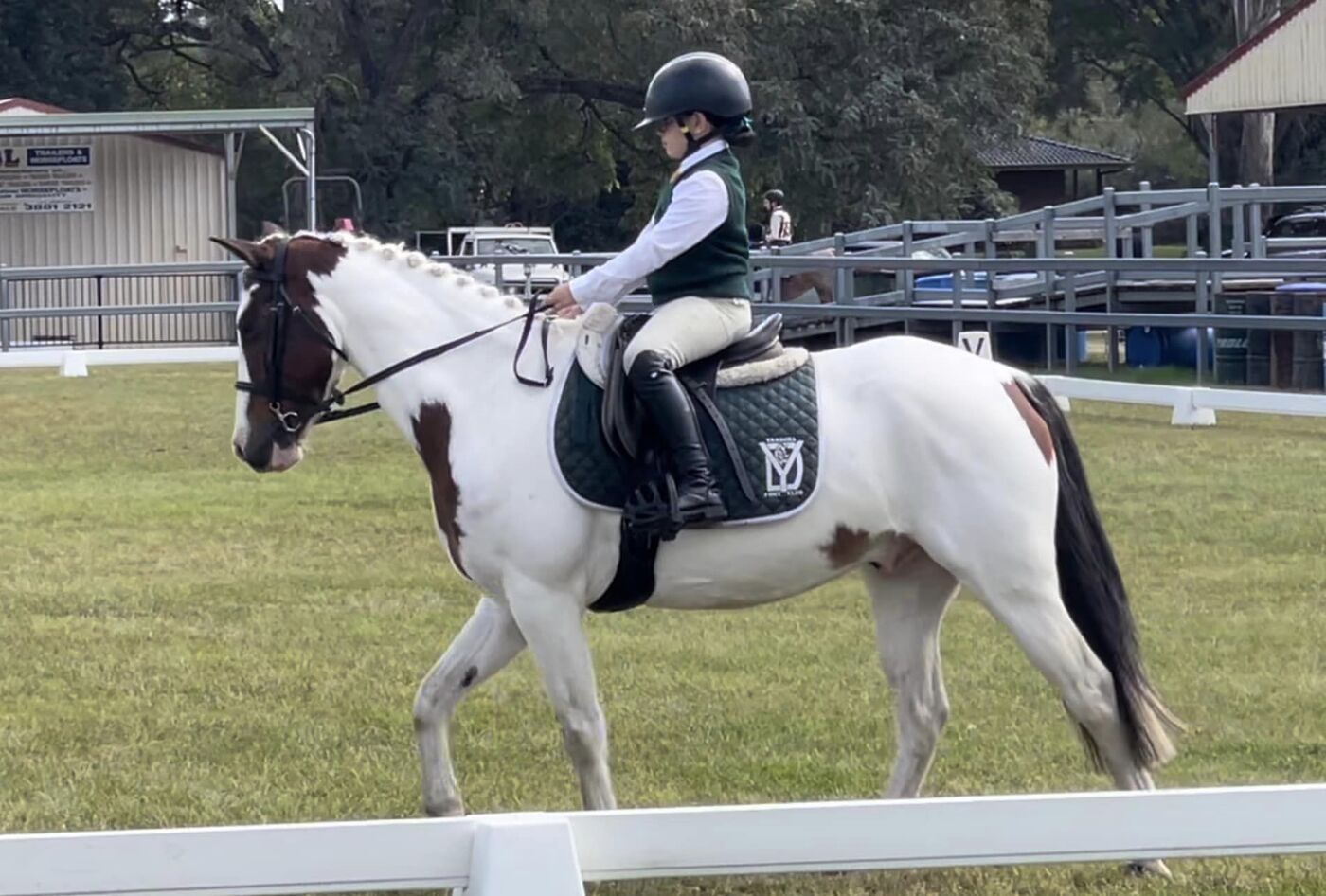 Child's Eventer Eventing horses Horse for sale in Yandina Creek QLD