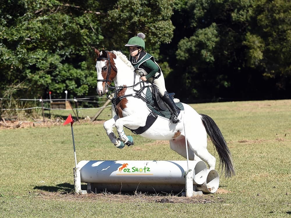Child's Eventer Eventing horses Horse for sale in Yandina Creek QLD