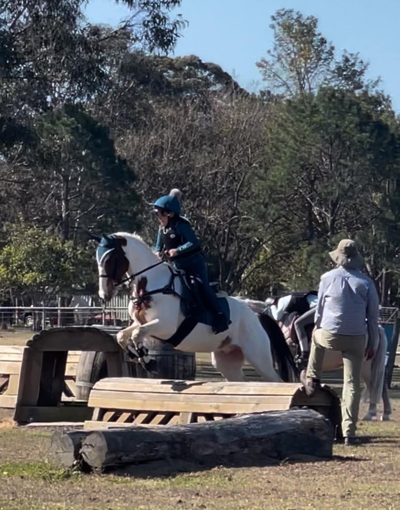 Child's Eventer Eventing horses Horse for sale in Yandina Creek QLD