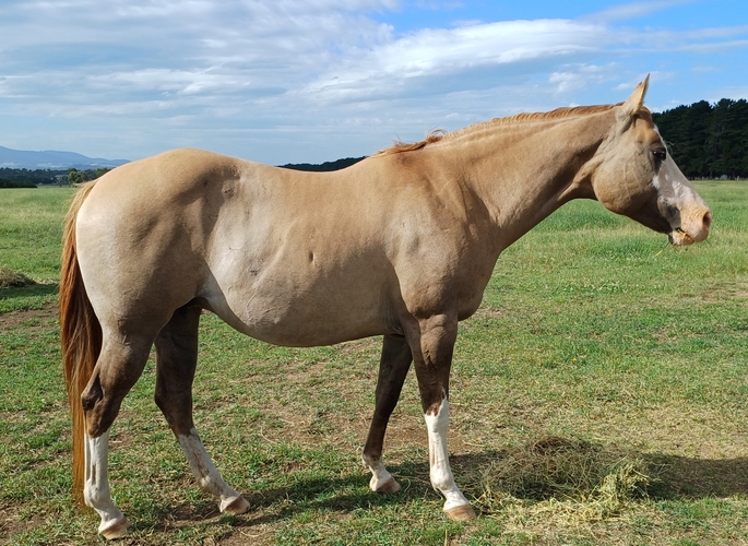 Rare PHAA Splash Mare Breeding horses Horse for sale in Sunbury VIC