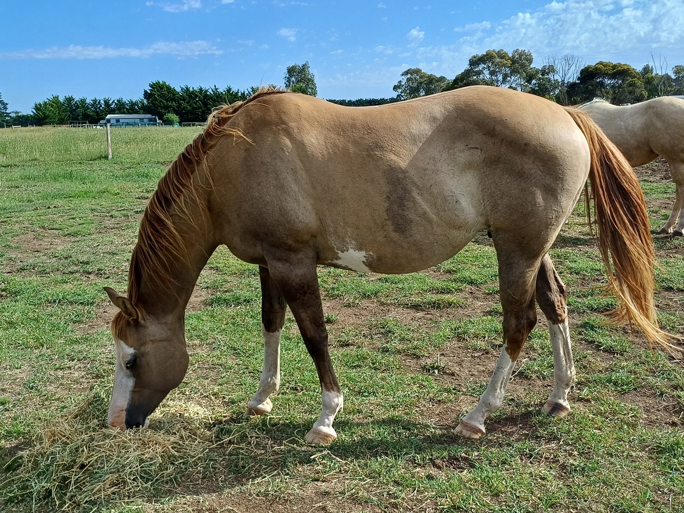 Rare PHAA Splash Mare Breeding horses Horse for sale in Sunbury VIC