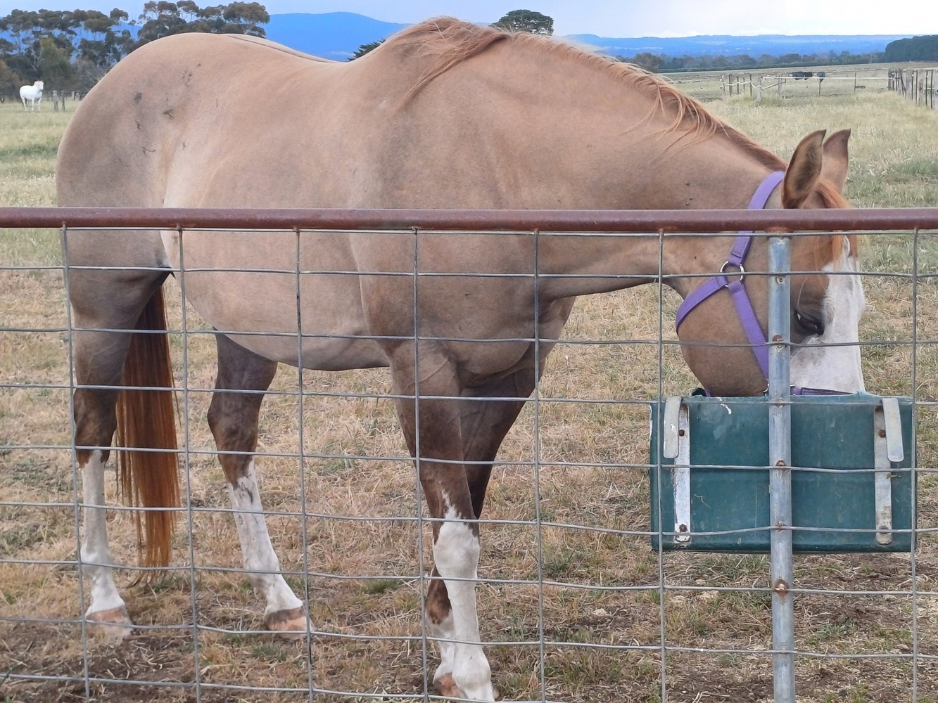 Rare PHAA Splash Mare Breeding horses Horse for sale in Sunbury VIC