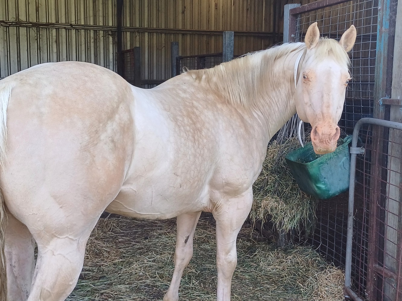 Rare PHAA Splash Mare Breeding horses Horse for sale in Sunbury VIC