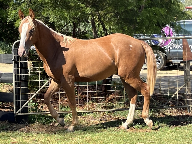 Blonde Gunner Bred Ranch Horse Horse for sale in Kotta VIC Horse