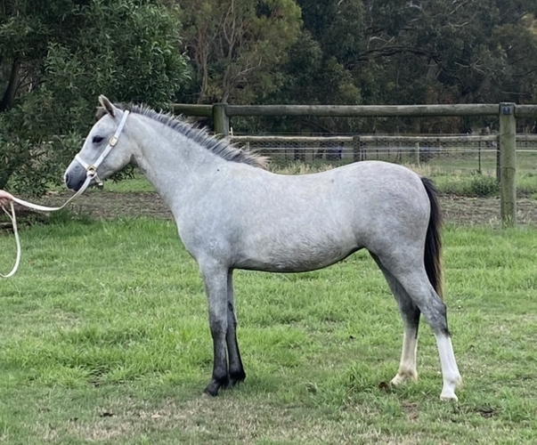 Welsh A Filly Show horses Horse for sale in Kilmore VIC Horse Deals