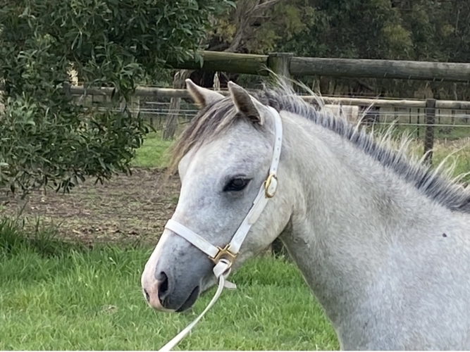 Welsh A Filly Show horses Horse for sale in Kilmore VIC Horse Deals