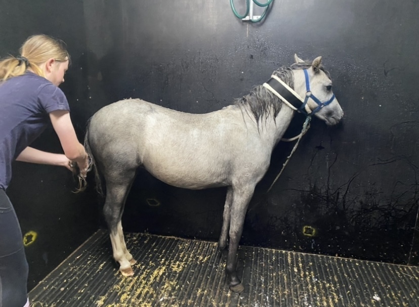 Welsh A Filly Show horses Horse for sale in Kilmore VIC Horse Deals