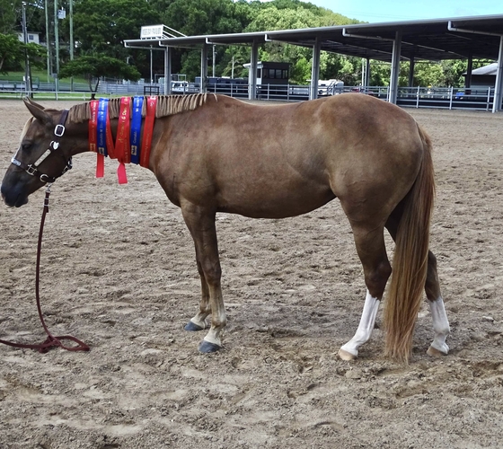 2 year old Taffy QH filly Western Performance horses Horse for sale