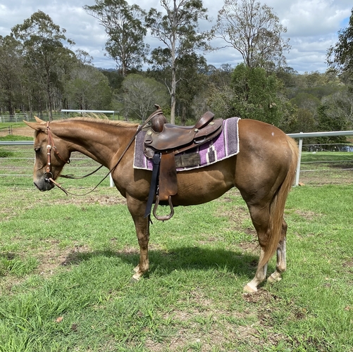 2 year old Taffy QH filly Western Performance horses Horse for sale
