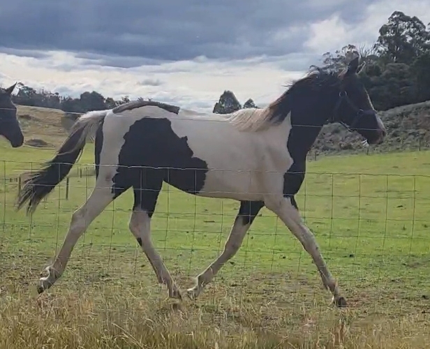 Pinto Warmblood Filly Showjumping horses Horse for sale in Mole