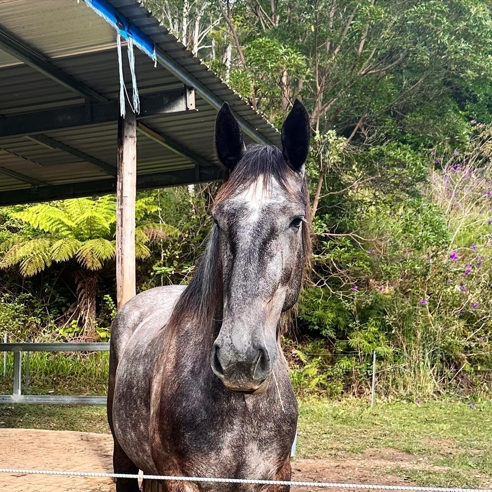 Percheron Allrounder horses Horse for sale in Murwillumbah NSW