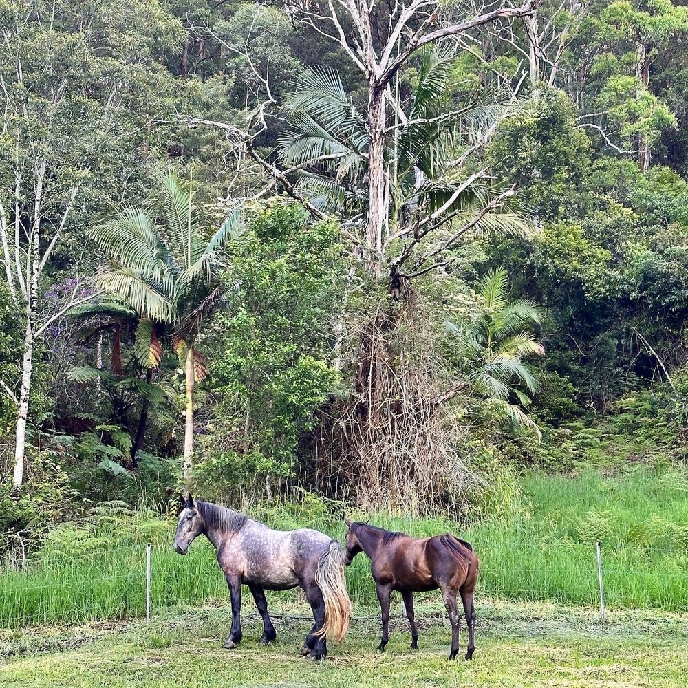 Percheron Allrounder horses Horse for sale in Murwillumbah NSW