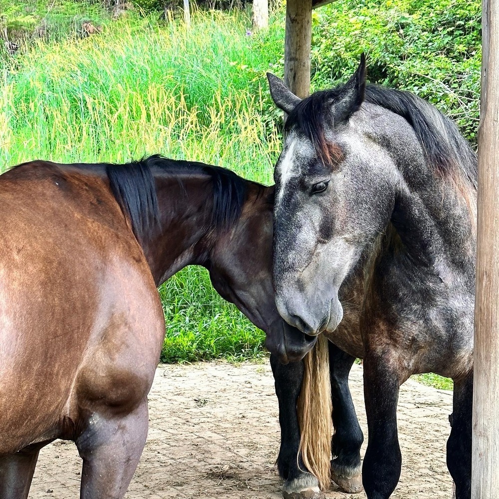 Percheron Allrounder horses Horse for sale in Murwillumbah NSW