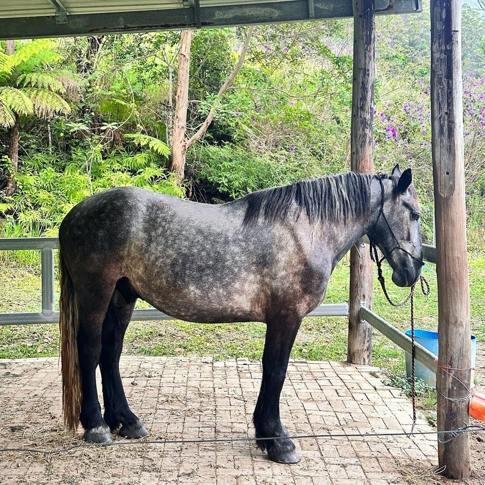 Percheron Allrounder horses Horse for sale in Murwillumbah NSW
