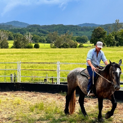 Percheron Allrounder horses Horse for sale in Murwillumbah NSW
